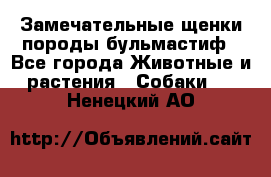 Замечательные щенки породы бульмастиф - Все города Животные и растения » Собаки   . Ненецкий АО